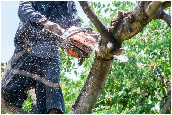 tree services Longtown